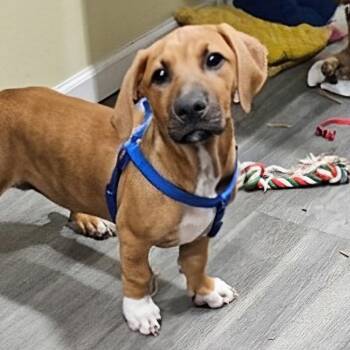Sox -  Basset Hound and Labrador Retriever Dog for Adoption in Corpus Christi, Texas - Sox | PetCurious