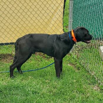 Mixed Breed Dogs Available for Adoption in Denison, Texas - Cujo | PetCurious