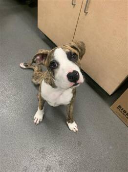 Pit Bull Terrier and Boxer Dogs Available for Adoption in Corpus Christi, Texas - LOGAN | PetCurious