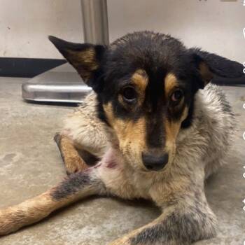 Rescue Cattle Dog Dogs for Adoption in Austin, Texas - LaCroix | PetCurious