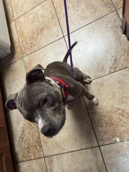 Valley Girl -  Mixed Breed Dog for Adoption in Cincinnati, Ohio - Valley Girl | PetCurious