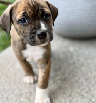 Pit Bull Terrier and Mastiff Dogs Available for Adoption in Silvana, Washington - Southpaw (Bball Litter) | PetCurious