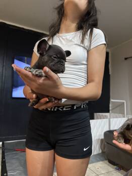 King -  Fluffy French Bulldog Dog for Sale in Phoenix, Arizona - King | PetCurious