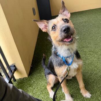 Marjorie -  Mixed Breed Dog for Adoption in West Palm Beach, Florida - Marjorie | PetCurious