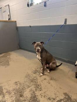 GRAVY -  American Staffordshire Terrier Dog for Adoption in Tallahassee, Florida - GRAVY | PetCurious