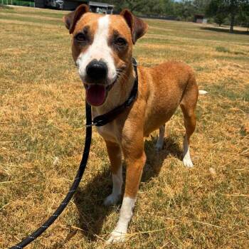 Cashew JuM -  Basenji and Jack Russell Terrier Dog for Adoption in Austin, Texas - Cashew JuM | PetCurious