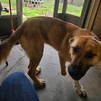 German Shepherd Dog and Mixed Breed Dogs Available for Adoption in Blairsville, Georgia - Isabell | PetCurious