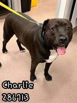 Rescue Mixed Breed Dogs for Adoption in Macon, Georgia - CHARLIE | PetCurious