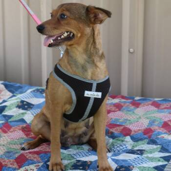 Monica -  Fox Terrier and Italian Greyhound Dog for Adoption in Bandera, Texas - Monica | PetCurious
