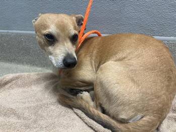 Rescue Chihuahua and Mixed Breed Dogs for Adoption in Las Vegas, Nevada - TEDDIE | PetCurious