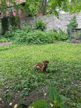 Ludo -  Miniature Dachshund Dog for Adoption in Cincinnati, Ohio - Ludo | PetCurious