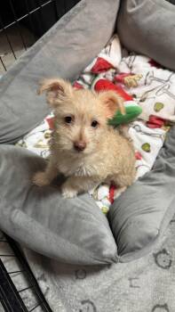 Chihuahua and Rat Terrier Dogs Available for Adoption - Harry | PetCurious