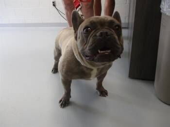 A385064 -  French Bulldog Dog for Adoption in Ocala, Florida - A385064 | PetCurious