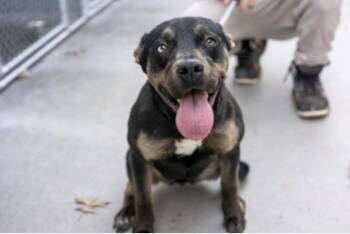 Chiclets -  Mixed Breed Dog for Adoption in Terre Haute, Indiana - Chiclets | PetCurious