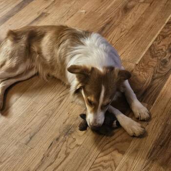 Border Collie Dogs Available for Adoption in Lynchburg, Virginia - Boots | PetCurious