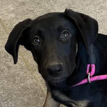 110327 -  Mixed Breed Dog for Adoption in Las Cruces, New Mexico - 110327 | PetCurious