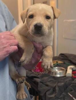 Labrador Retriever Dogs Available for Adoption in Liberty, Missouri - Arkansas | PetCurious