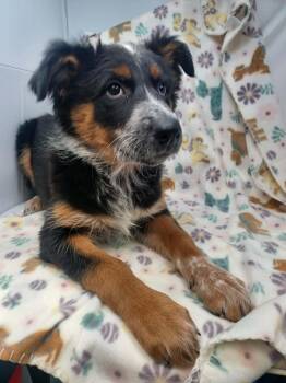 Australian Shepherd and Australian Cattle Dog Blue Heeler Dogs Available for Adoption in New York, New York - Dawn Run *foster Needed* | PetCurious