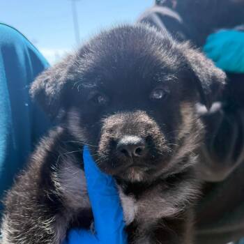 Arnold -  Black Labrador Retriever and Mixed Breed Dog for Adoption in Midland, Texas - Arnold | PetCurious