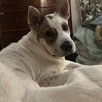 Shar Pei and Australian Cattle Dog Blue Heeler Dogs Available for Adoption - Bentley | PetCurious