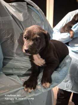 Doberman Pinscher Dogs Available for Adoption - RIVER | PetCurious