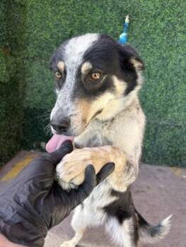 Australian Cattle Dog Blue Heeler and Mixed Breed Dogs Available for Adoption in El Paso, Texas - Puddin | PetCurious