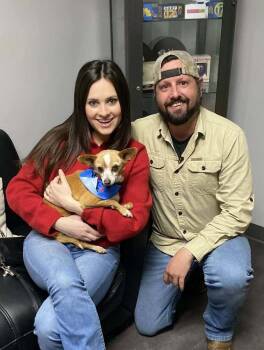 Chihuahua and Mixed Breed Dogs Available for Adoption - Andy | PetCurious