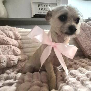 Yorkshire Terrier Dogs Available for Adoption - Dutchess | PetCurious