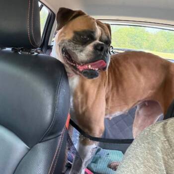 Shasta -  Boxer and English Bulldog Dog for Adoption in Allen, Texas - Shasta | PetCurious