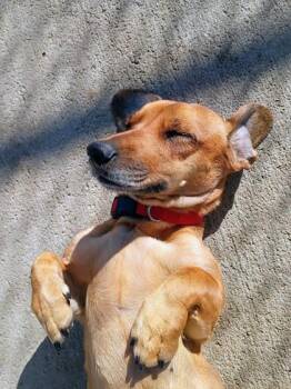 Dachshund and Mixed Breed Dogs Available for Adoption - Lola | PetCurious