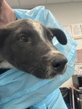 Spew -  Cattle Dog and Mixed Breed Dog for Adoption in Fresno, California - Spew | PetCurious