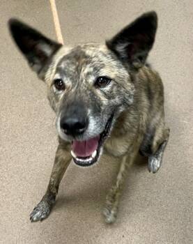 Rescue Mixed Breed Dogs for Adoption in Chamblee, Georgia - Monkey | PetCurious