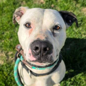 Finch/JASON -  Terrier Dog for Adoption in St. Louis, Missouri - Finch/JASON | PetCurious