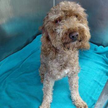 Bentley -  Poodle and Mixed Breed Dog for Adoption in Philadelphia, Pennsylvania - Bentley | PetCurious