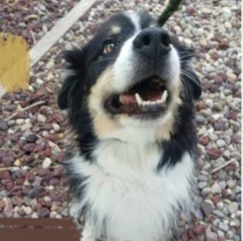 Otto -  Border Collie and Australian Shepherd Dog for Adoption in Thompson Falls, Montana - Otto | PetCurious