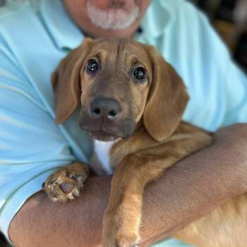 Cookie -  Hound Dog for Adoption in Shinnston, West Virginia - Cookie | PetCurious