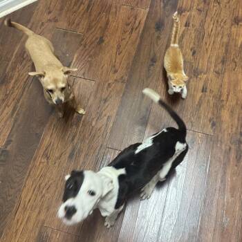 Honor -  Terrier and Mixed Breed Dog for Adoption in Brownsboro, Alabama - Honor | PetCurious