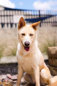 Montana -  Husky and German Shepherd Dog Dog for Adoption in Mckinney, Texas - Montana | PetCurious