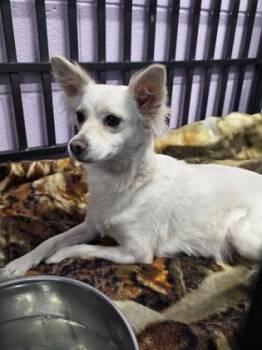 Chihuahua and Mixed Breed Dogs Available for Adoption in El Paso, Texas - 60961462 | PetCurious