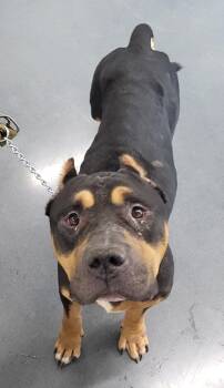 Ic- 14 Banjo -  Cane Corso and Mastiff Dog for Adoption in Lawrenceville, Georgia - Ic- 14 Banjo | PetCurious