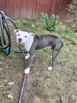 Rescue Pit Bull Terrier Dogs for Adoption in Stockton, California - DJ | PetCurious