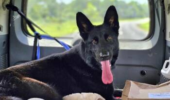 Rescue German Shepherd Dog Dogs for Adoption in Nokomis, Florida - Raina | PetCurious
