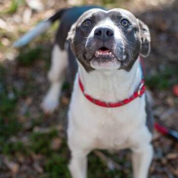 Mixed Breed Dogs Available for Adoption in Chamblee, Georgia - Avila - IN FOSTER | PetCurious