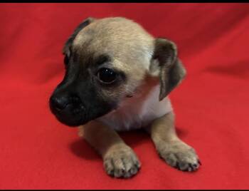 Pookie -  Chihuahua Dog for Adoption in La Palma, California - Pookie | PetCurious