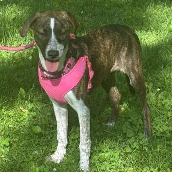 JayBird -  Catahoula Leopard Dog Dog for Adoption in Houston, Texas - JayBird | PetCurious