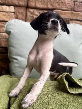 Crush -  Jack Russell Terrier Dog for Adoption in Sedalia, Colorado - Crush | PetCurious