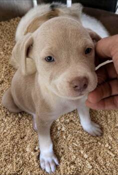 Boxer and Labrador Retriever Dogs Available for Adoption in Batesville, Arkansas - Julie | PetCurious