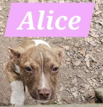 Mixed Breed Dogs Available for Adoption in Rock Hill, New York - Alice | PetCurious
