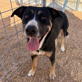 Clementine KCAC #738.26 -  Mixed Breed Dog for Adoption in Kerrville, Texas - Clementine KCAC #738.26 | PetCurious