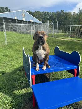 Shasta -  American Bulldog Dog for Adoption in Fort Payne, Alabama - Shasta | PetCurious